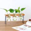 Glass Vase With Wooden Stand